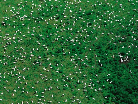 سال 2007 ایو نووات، محقق «مؤسسه هواشناسی دامی» نیوزیلند اعلام کرد: «افزایش گازهای گلخانه‌ای کوچک‌ترین اثری روی افزایش گرمای جهانی ندارد و این کاهش تعداد گوسفندهای روی زمین است که انعکاس نور خورشید را به فضا کم کرده و این شرایط نگران‌کننده را رقم زده است». فکر می‌کنید از این به بعد باید افزایش حجم و تعداد طوفان‌های اقیانوسی، آب شدن یخ‌ها، افزایش سطح آب دریاها و بسیاری دیگر از مشکلات قرن حاضر را به گردن گوسفندهای باقیمانده روی زمین بیندازیم.